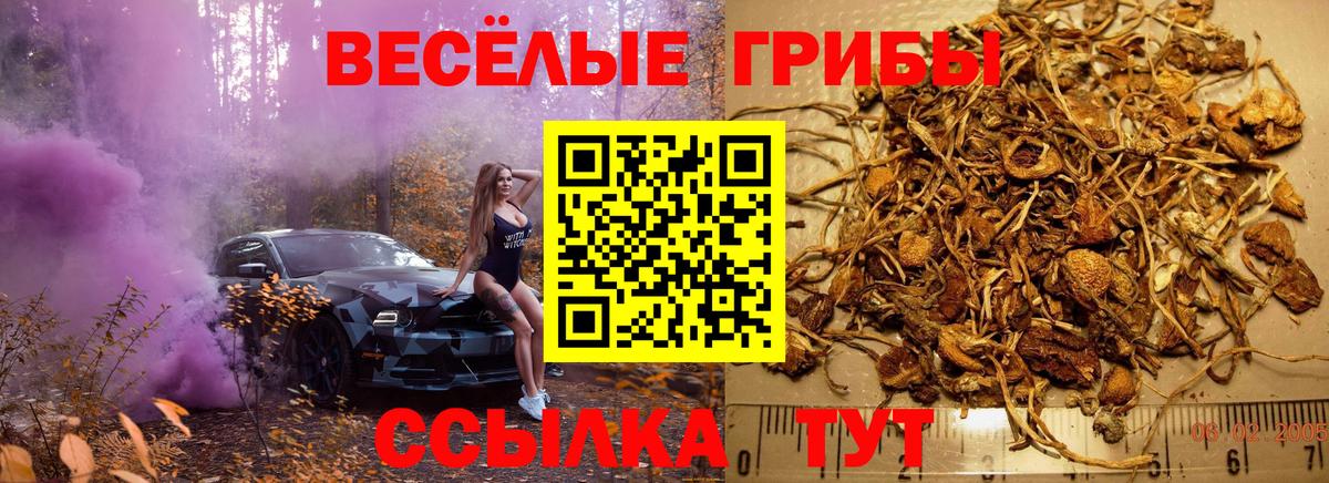 Псилоцибиновые грибы Psilocybe Иваново
